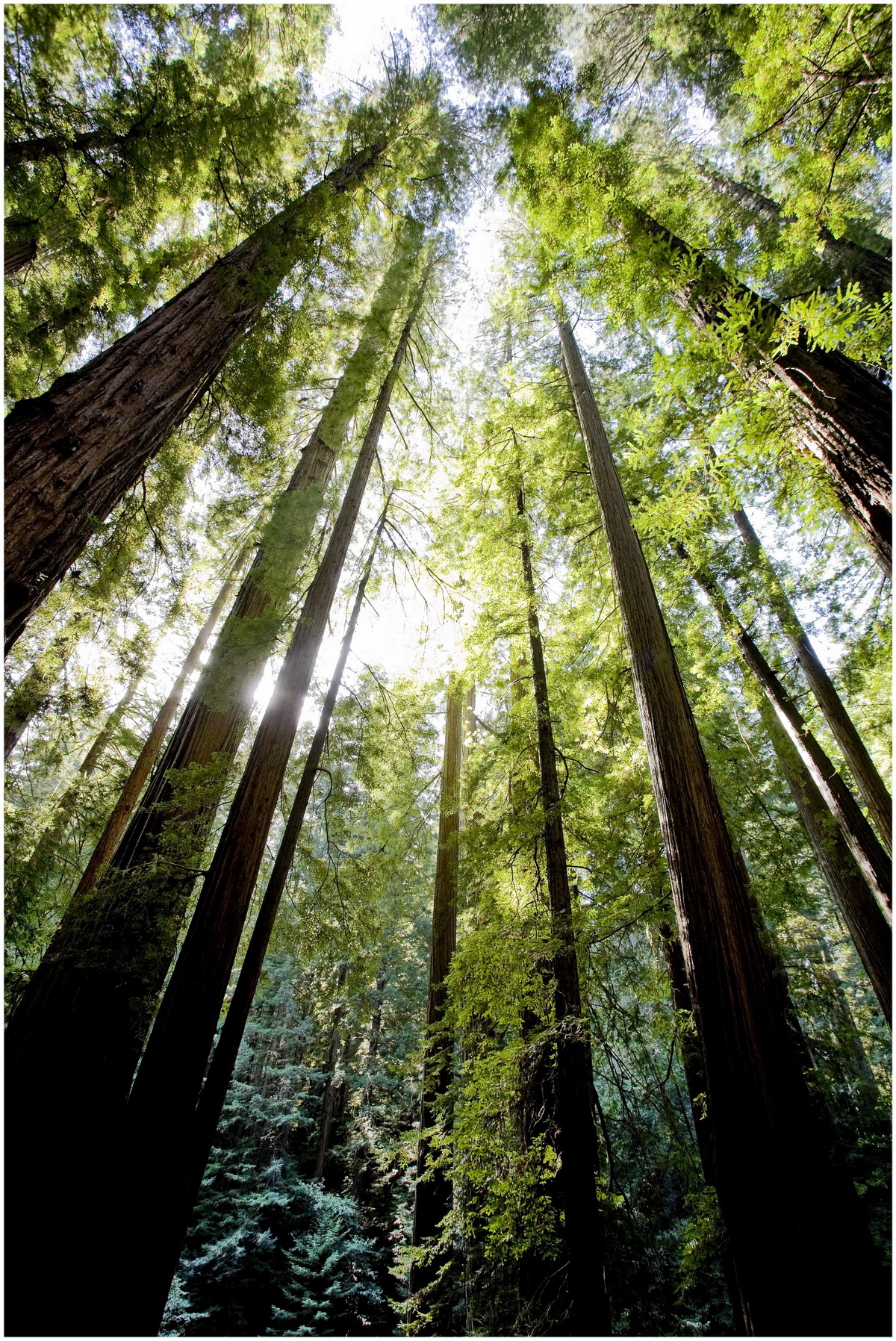 Redwoods - CA